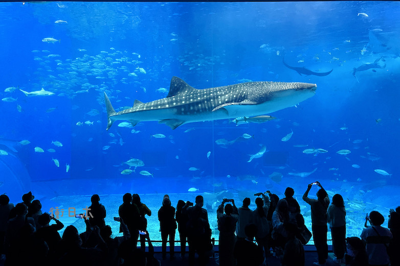 沖繩美麗海水族館