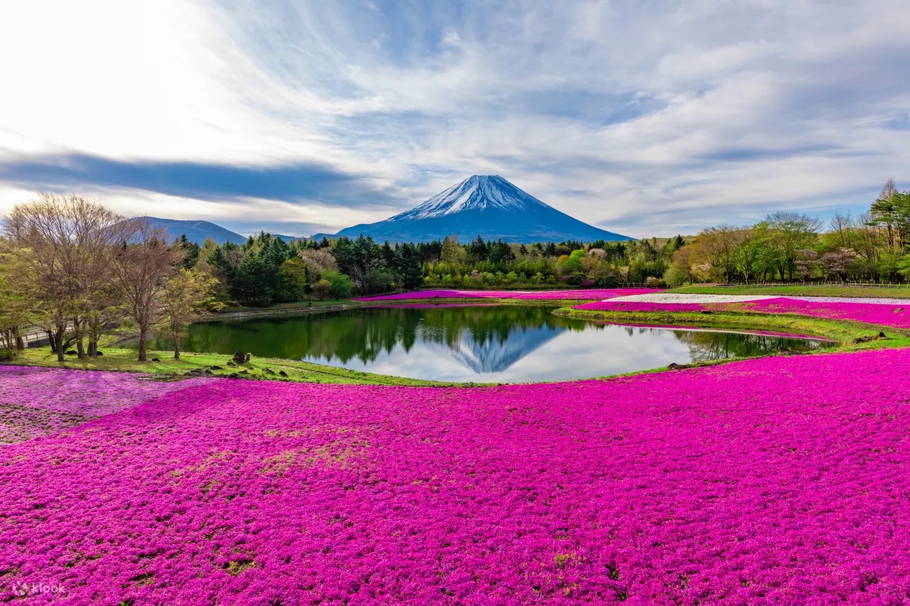 富士芝櫻祭