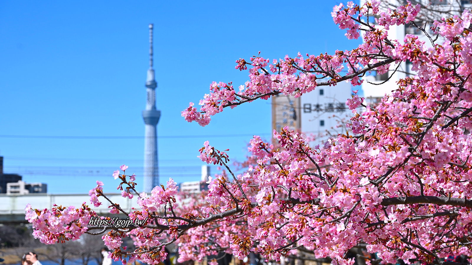 東京櫻花景點