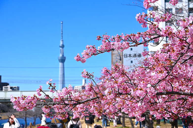 東京賞櫻