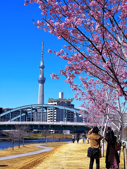 東京櫻花景點