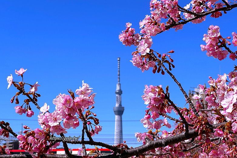 東京河津櫻