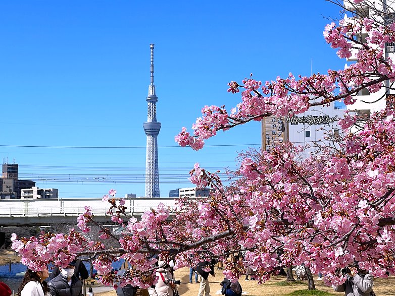 旧中川河津桜