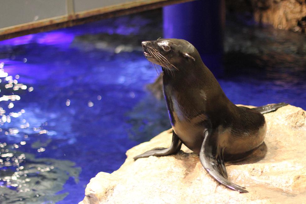 墨田水族館